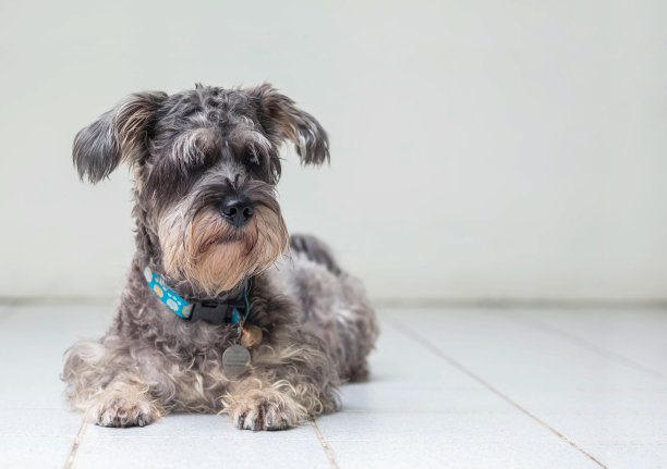 schnauzer