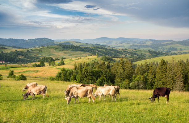 cattle