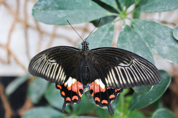 swallowtail