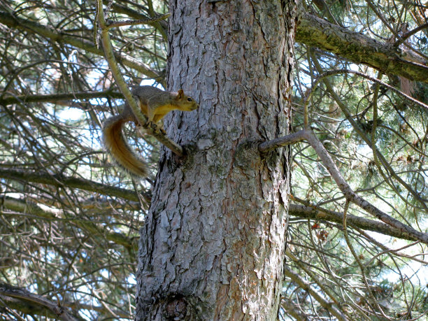 树枝上跳跃的小松鼠
