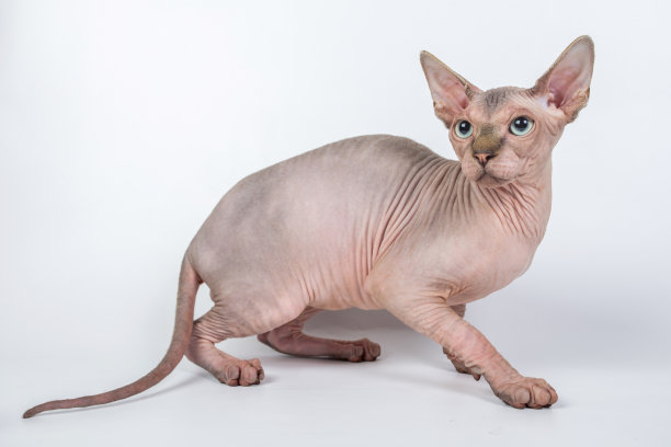 sphinx
