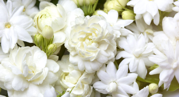 jasmine