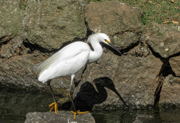 egret