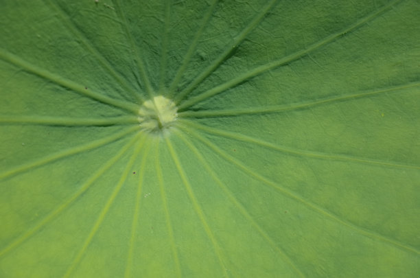 lotus