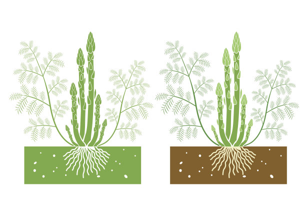 asparagus