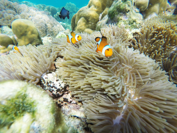 anemonefish