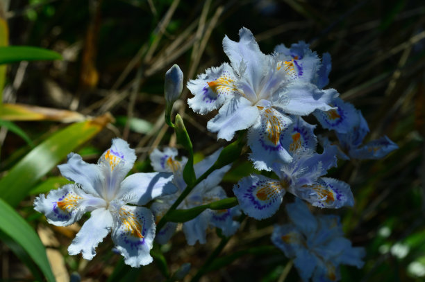 鸢尾花蓝蝴蝶花