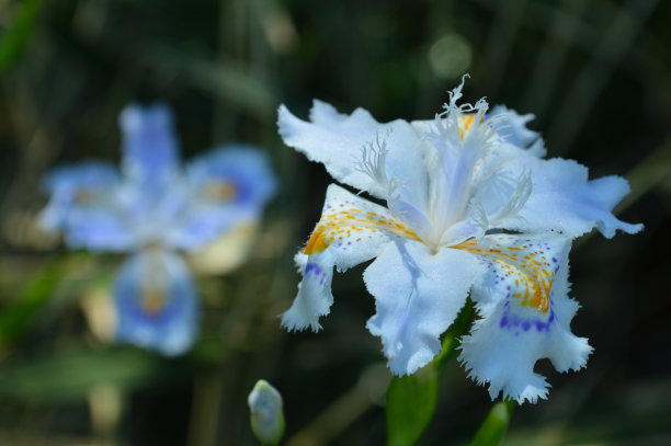 鸢尾花蓝蝴蝶花