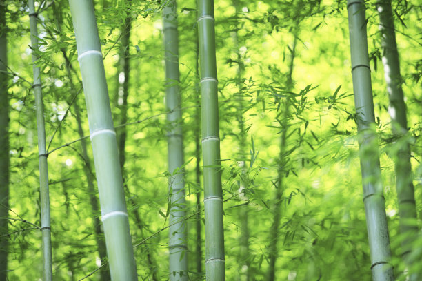 竹林背景