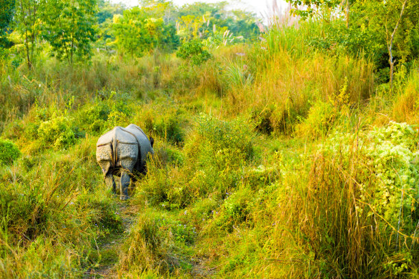 chitwan
