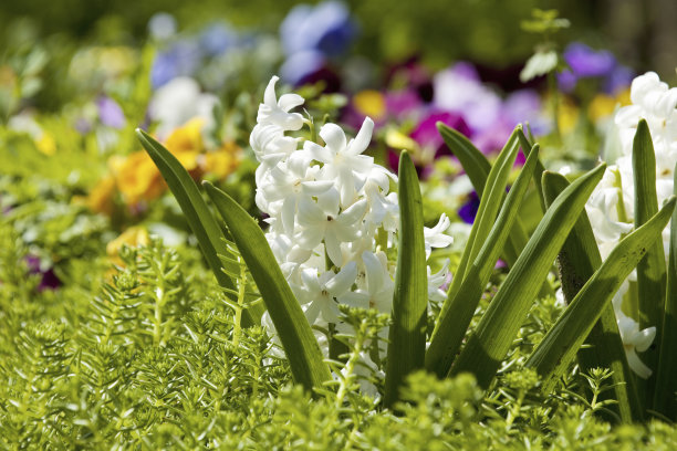 hyacinth