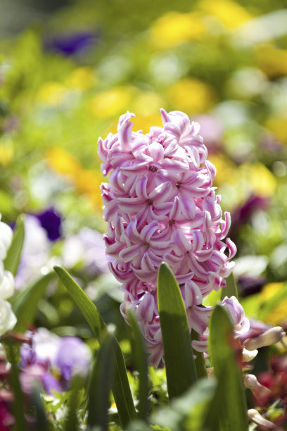 hyacinth