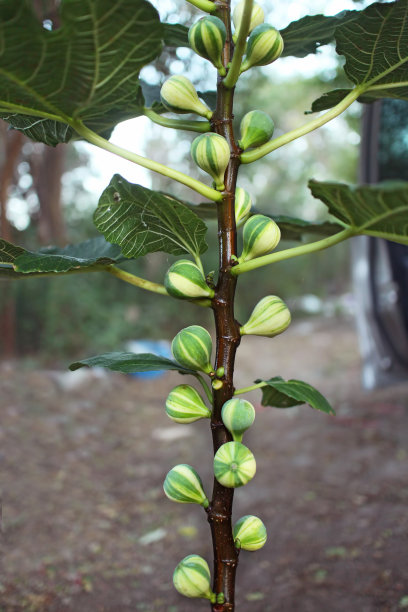 ficus