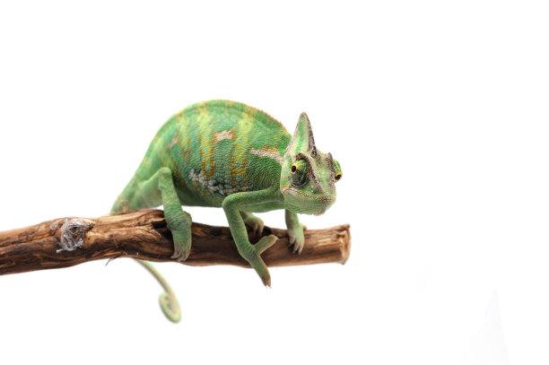 chamaeleon