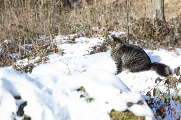 缅因库恩猫,冬天,雪