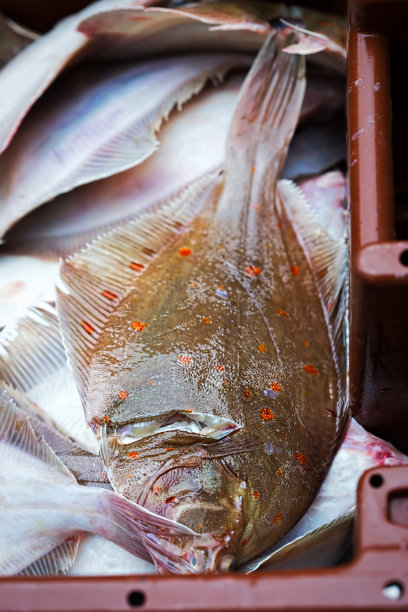 plaice