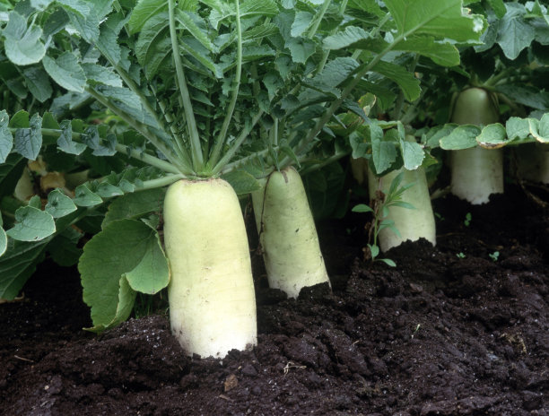 radishes