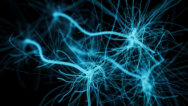 brain