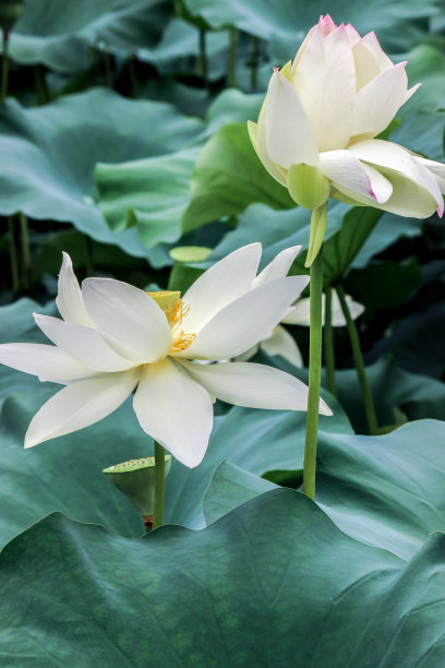 荷花蕾