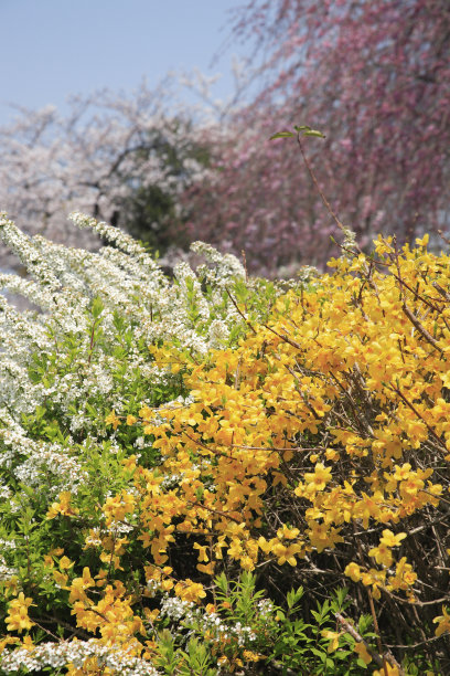 forsythia