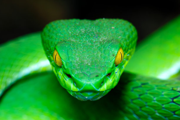snake
