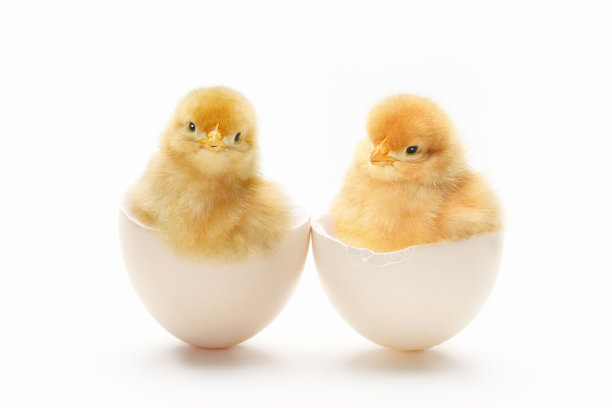 chick