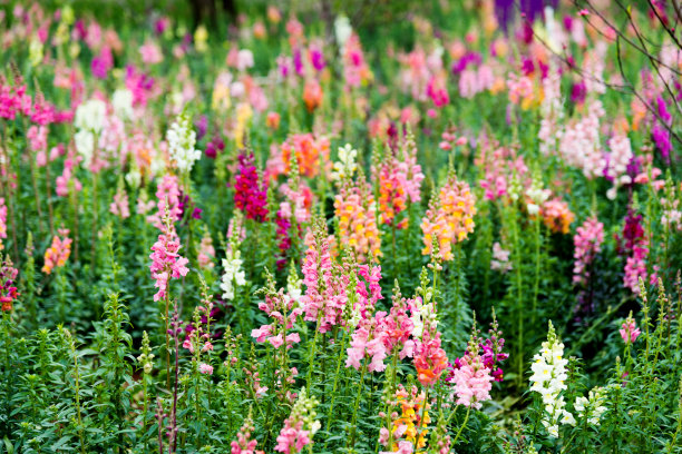 春天百花盛开万物复苏