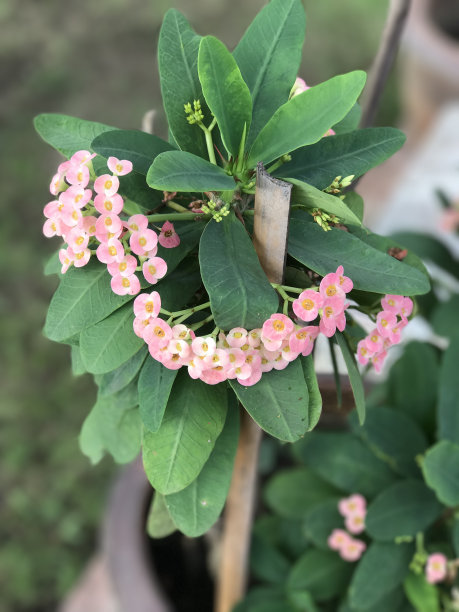 仙人掌花蕾