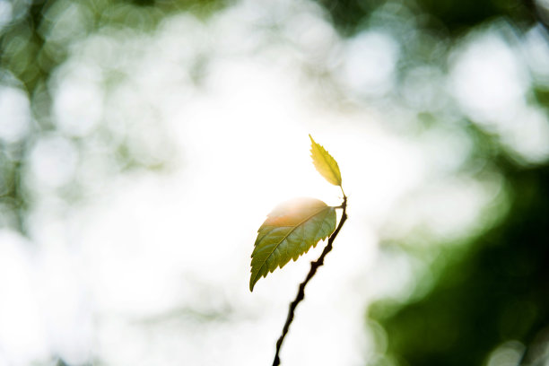 twig