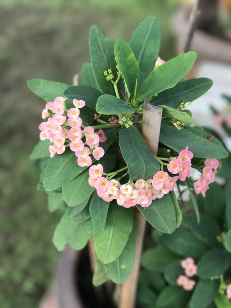 仙人掌花蕾