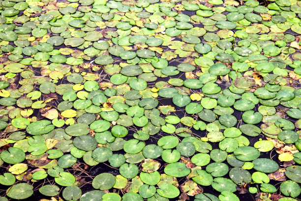 duckweed