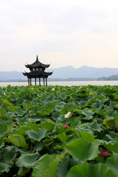 柳树高清图片