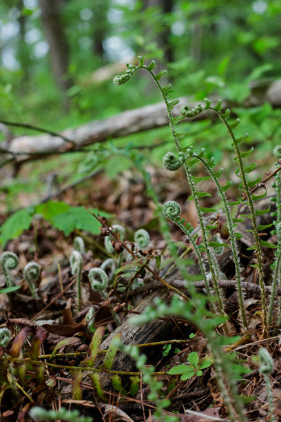 fiddlehead