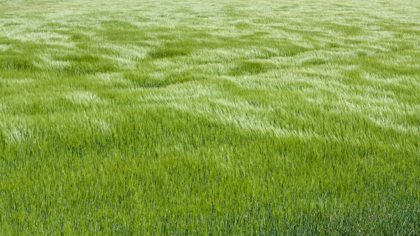 triticum