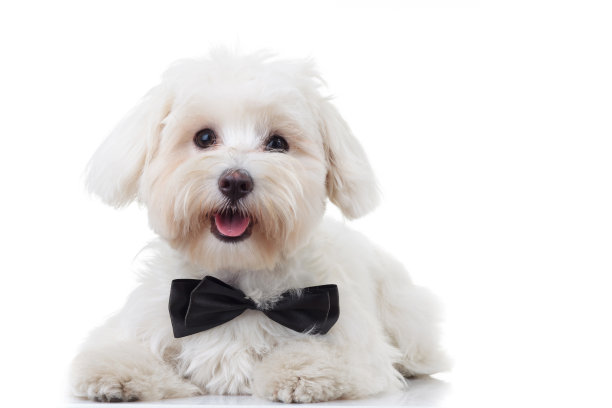 比熊犬