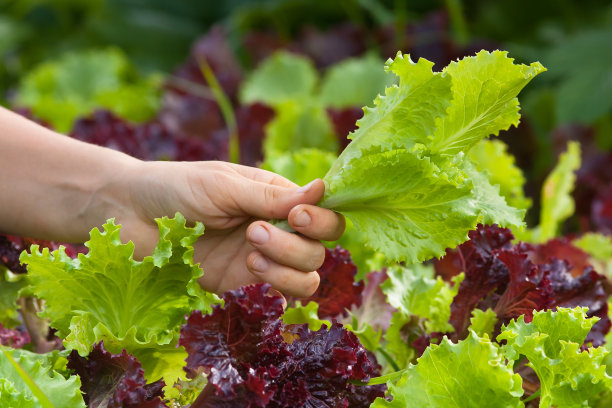lactuca
