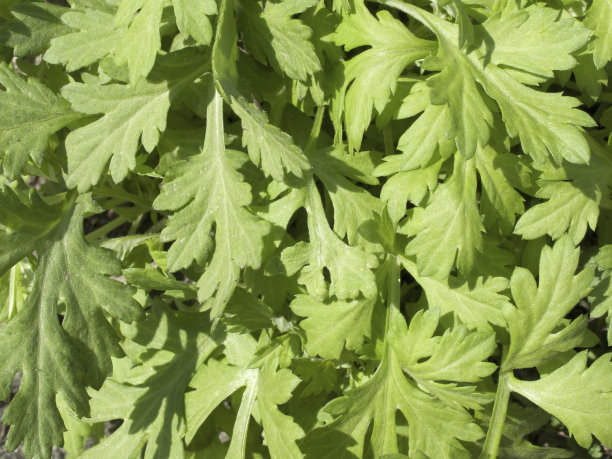 mugwort