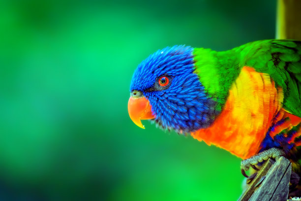 colorful