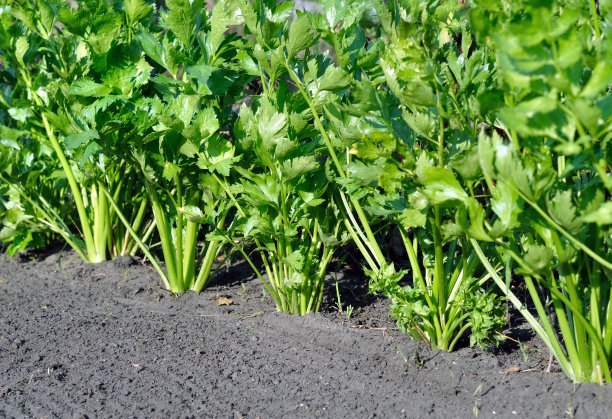 celery