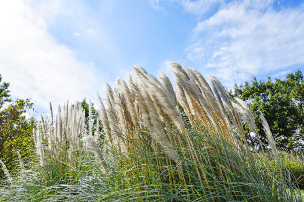 pampas