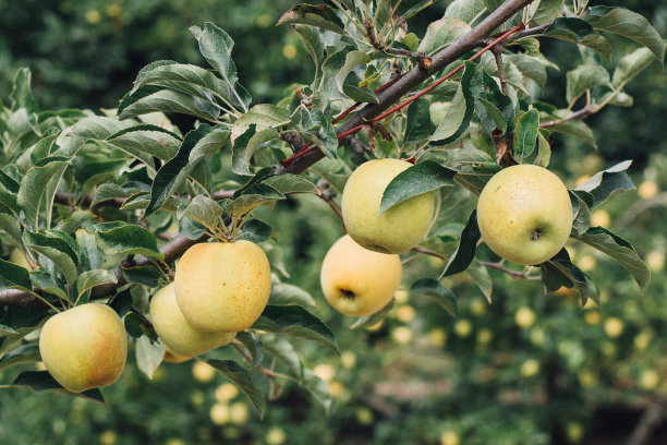 orchard