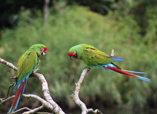 parrots