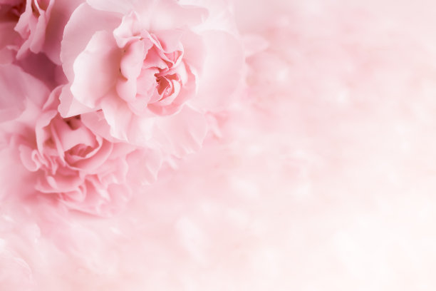 dianthus