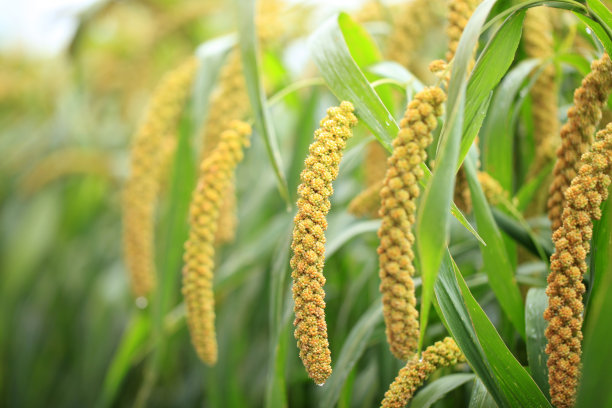 millet