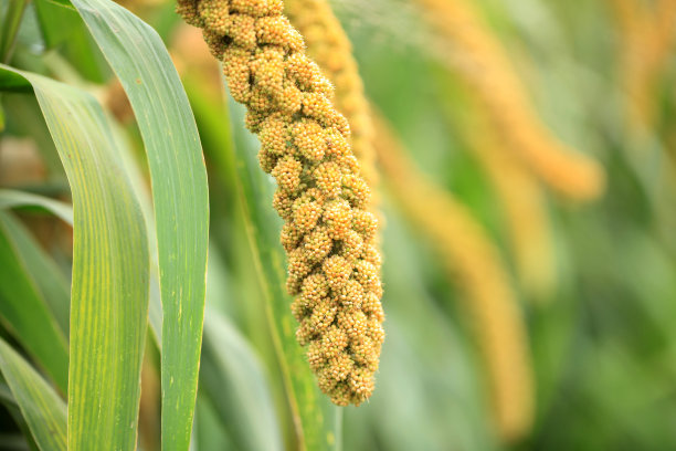 millet
