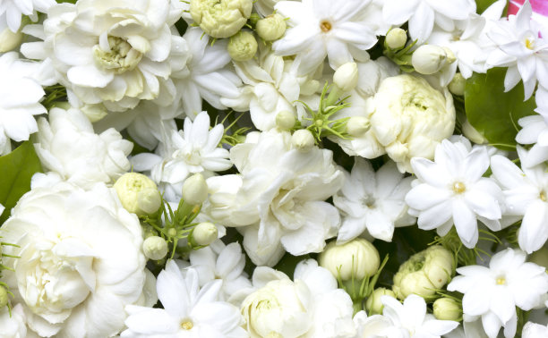 jasmine