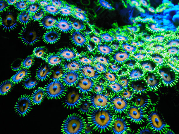 corals