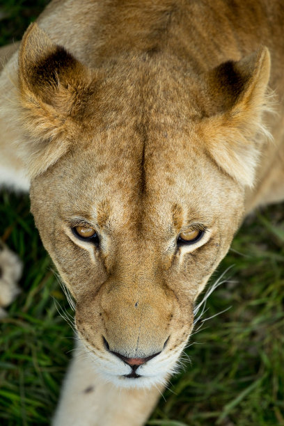 safari