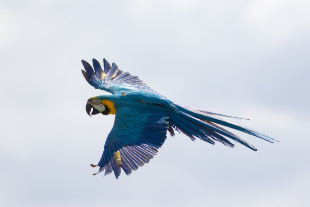 macaw