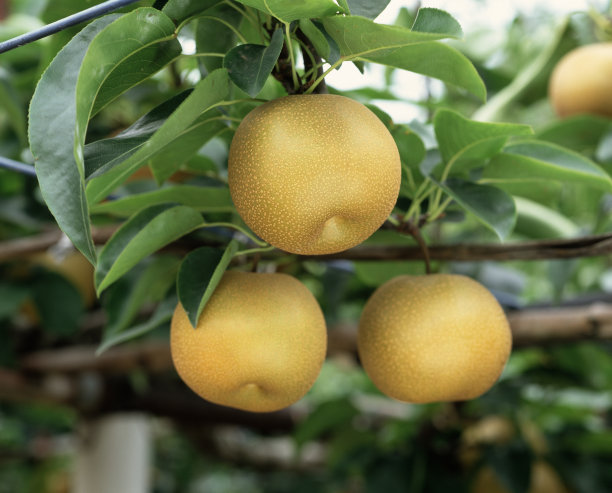 pear